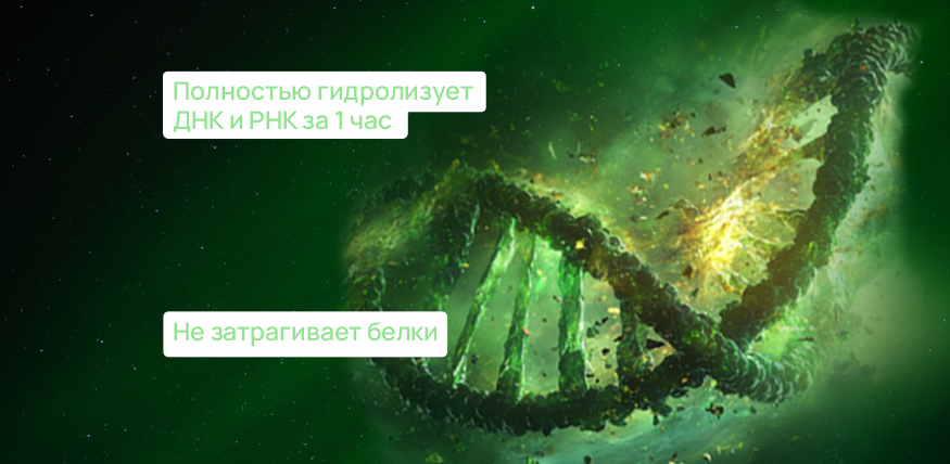 Эндонуклеаза Бионаза Эндонуклеаза Бионаза