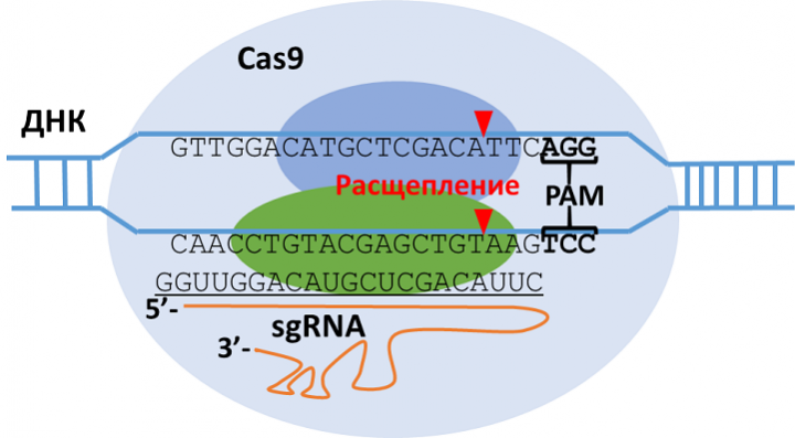 Рис - схема работы Cas9 мал.png Рис - схема работы Cas9 мал.png